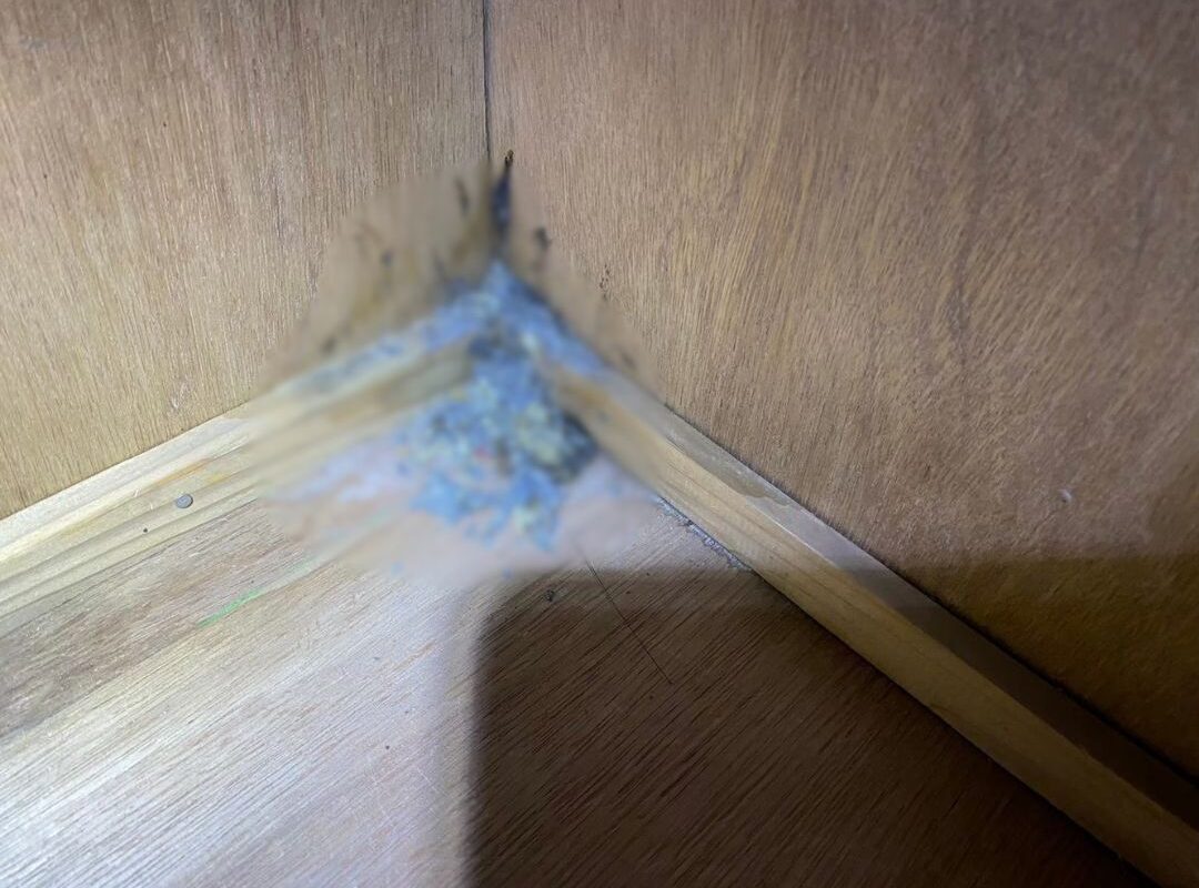 福岡県糟屋郡粕屋町　イタチによる被害　O様邸　駆除実績