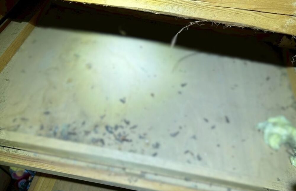 福岡県築上郡上毛町　イタチによる被害　N様邸　駆除実績