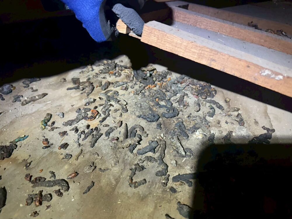 熊本県玉名市　イタチによる被害　B様邸　駆除実績