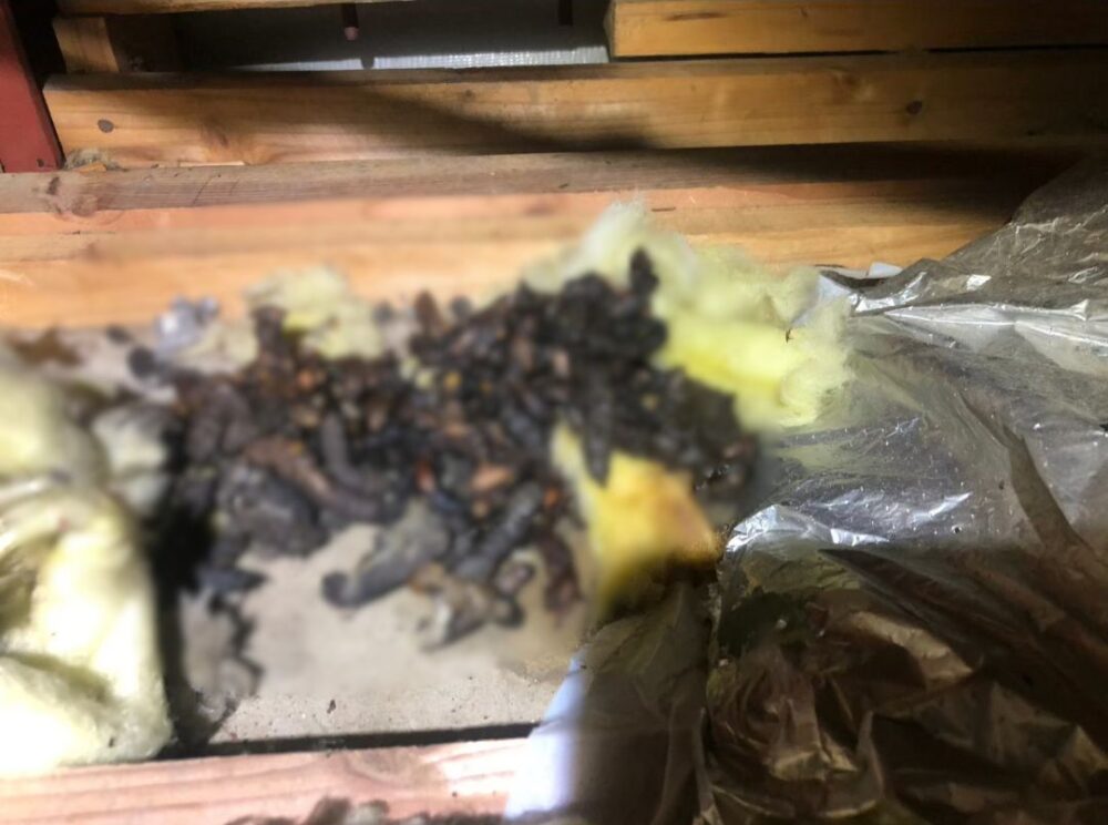 長崎県西海市　イタチによる被害　A様邸　駆除実績
