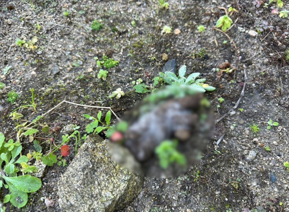 大分県大分市　イタチによる被害　I様邸　駆除実績