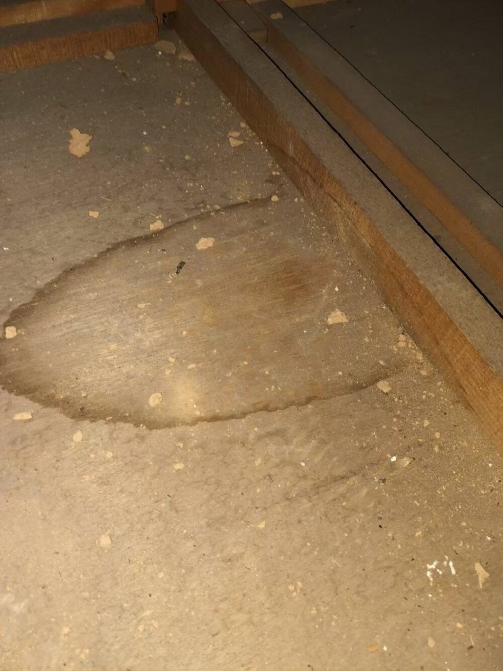 佐賀県杵島郡江北町　イタチによる被害　C様邸　駆除実績
