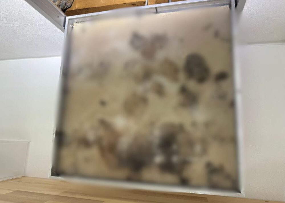 福岡県築上郡上毛町　イタチによる被害　K様邸　駆除実績