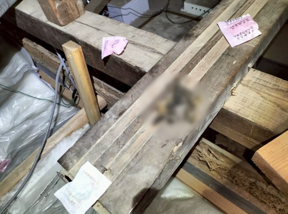 福岡県直方市　イタチによる被害　M様邸　駆除実績