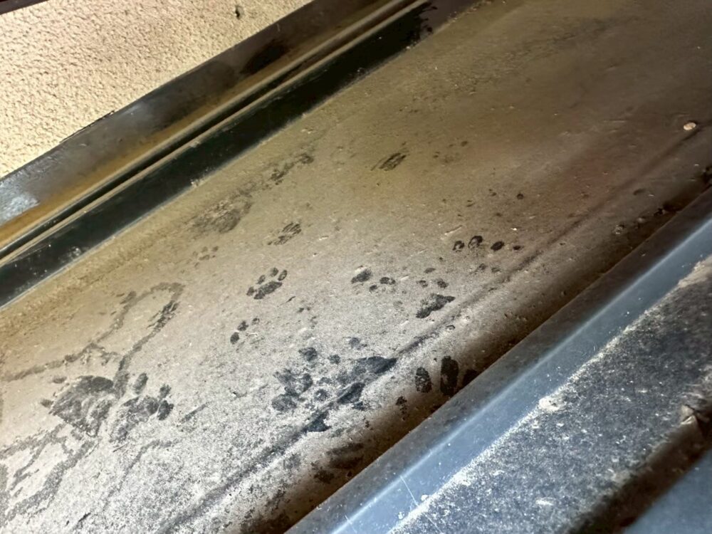 佐賀県多久市　イタチによる被害　K様邸　駆除実績