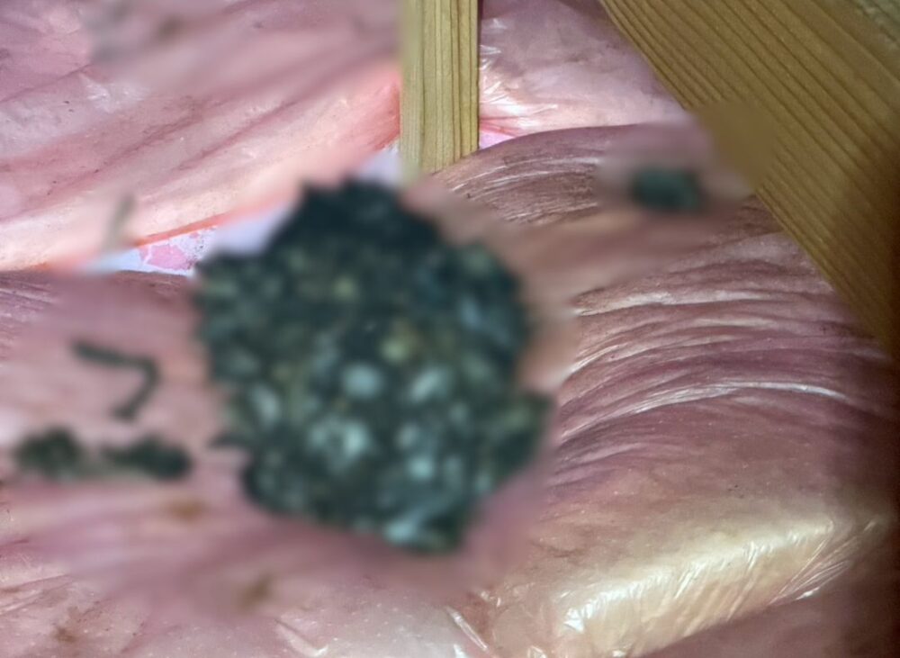 福岡県中間市　イタチによる被害　H様邸　駆除実績