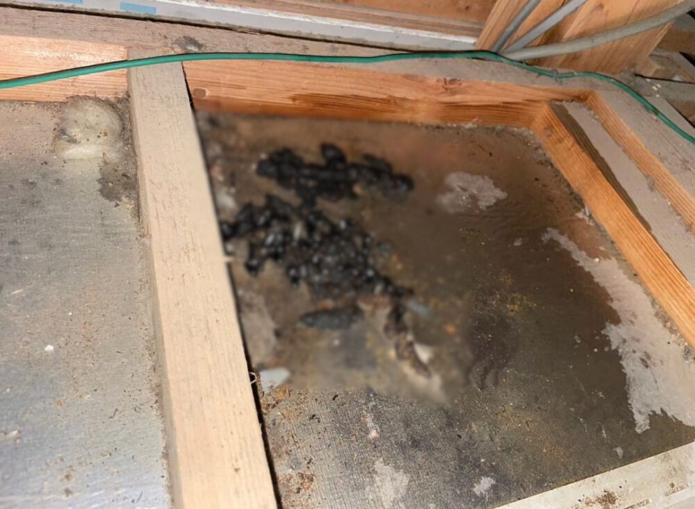 佐賀県西松浦郡有田町　イタチによる被害　O様邸　駆除実績