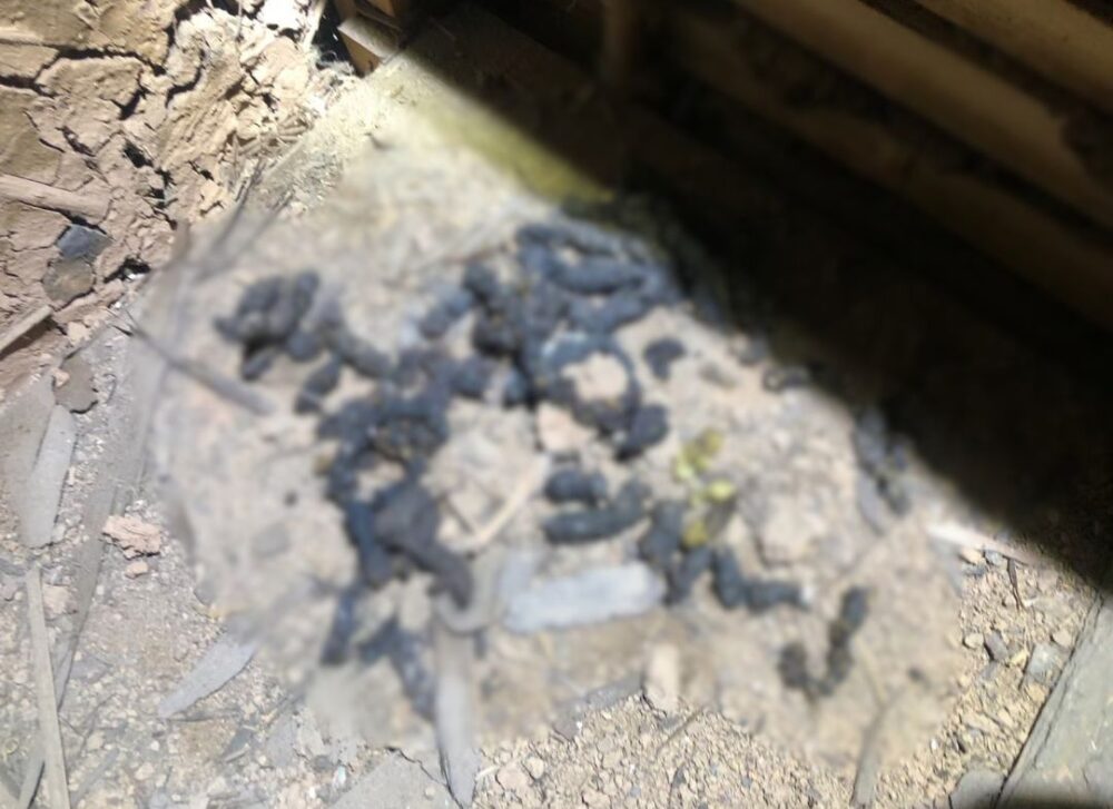 福岡県糟屋郡久山町　イタチによる被害　H様邸　駆除実績