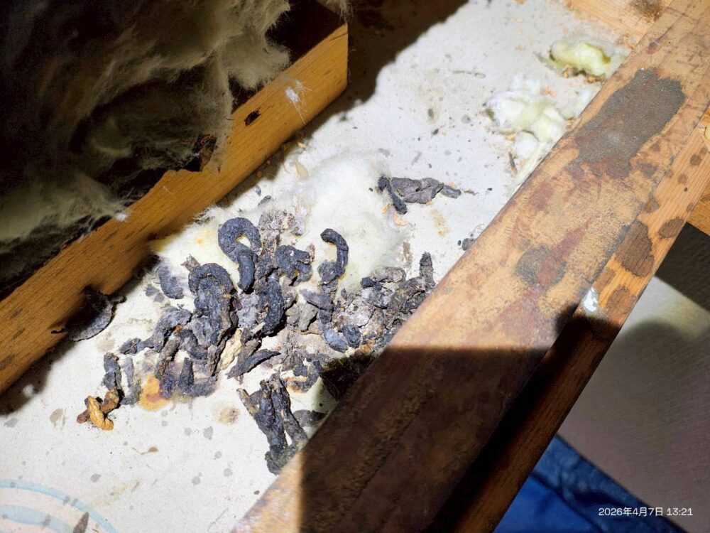 長崎県平戸市　イタチによる被害　H様邸　駆除実績