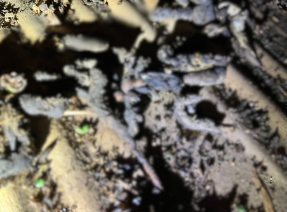大分県別府市　イタチによる被害　H様邸　駆除実績