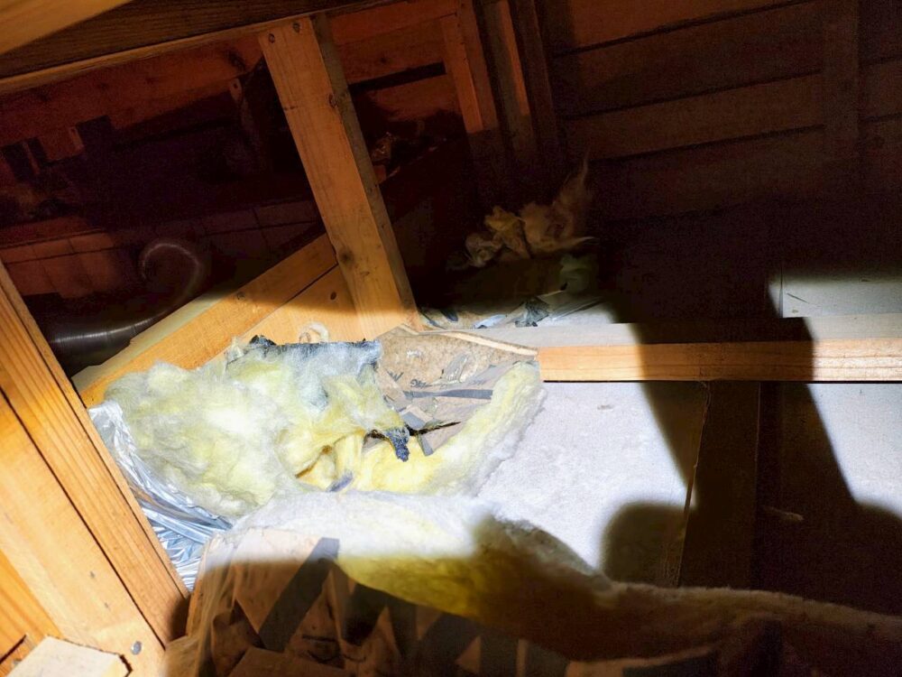 長崎県長与町　イタチによる被害　O様邸　駆除実績