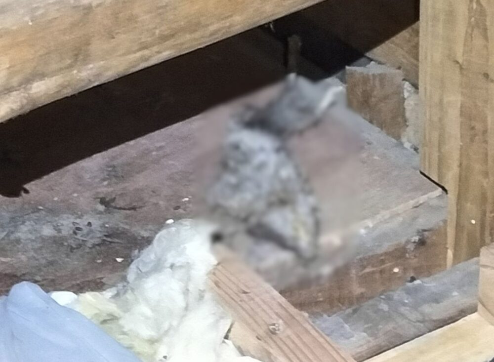 佐賀県唐津市　イタチによる被害　S様邸　駆除実績
