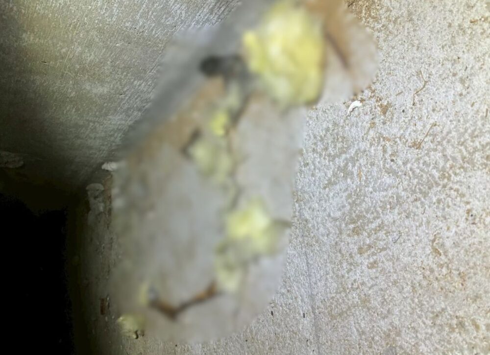 熊本県天草市　イタチによる被害　I様邸　駆除実績