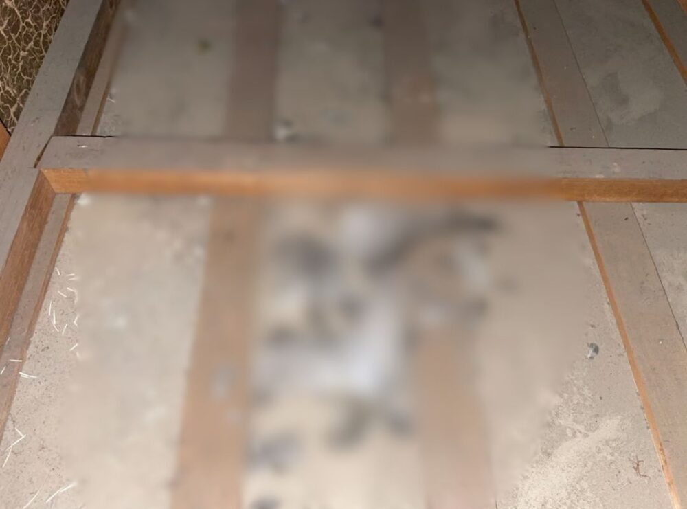 佐賀県三養基郡基山町　イタチによる被害　H様邸　駆除実績