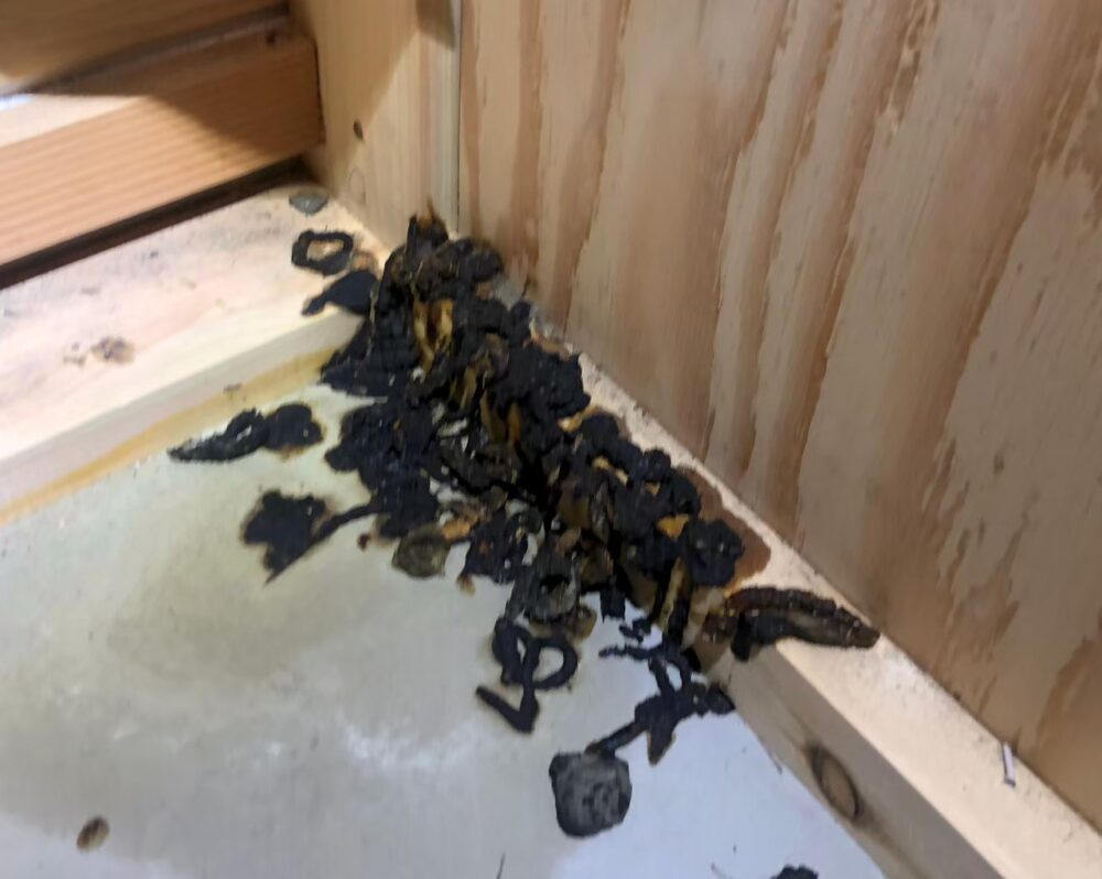 熊本県宇土市　イタチによる被害　J様邸　駆除実績