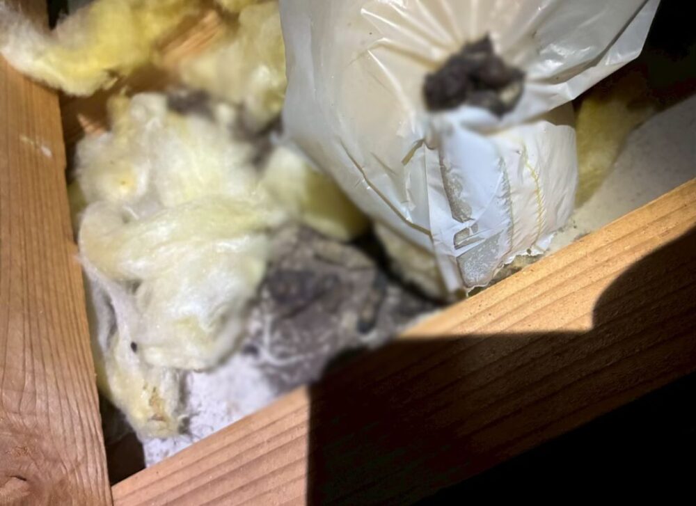 福岡県京都郡苅田町　イタチによる被害　N様邸　駆除実績