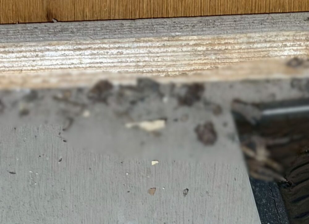福岡県遠賀郡岡垣町　イタチによる被害　M様邸　駆除実績