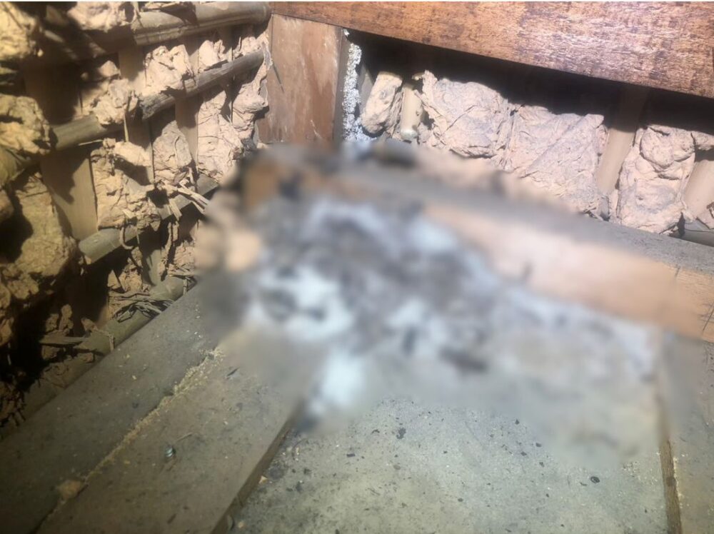 福岡県八女市広川町　イタチによる被害　S様邸　駆除実績
