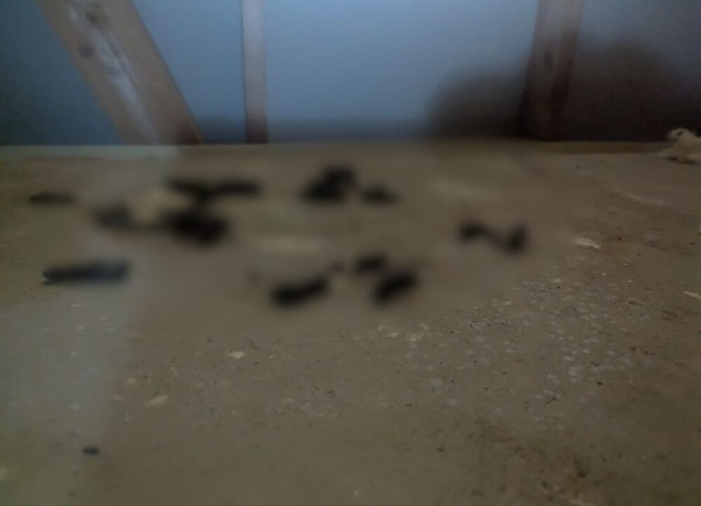 熊本県宇城市　イタチによる被害　G様邸　駆除実績