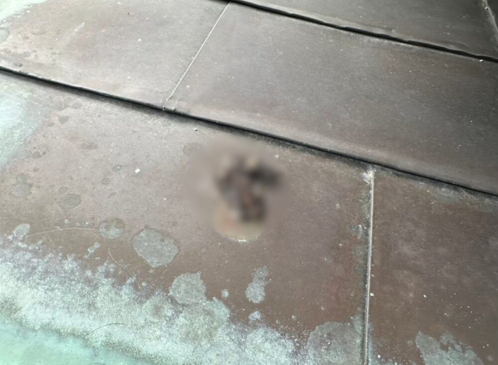 佐賀県武雄市　イタチによる被害　K様邸　駆除実績