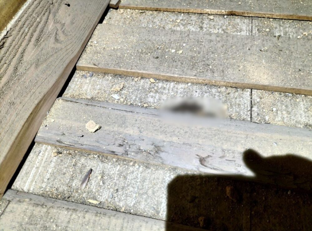 福岡県中間市　イタチによる被害　W様邸　駆除実績