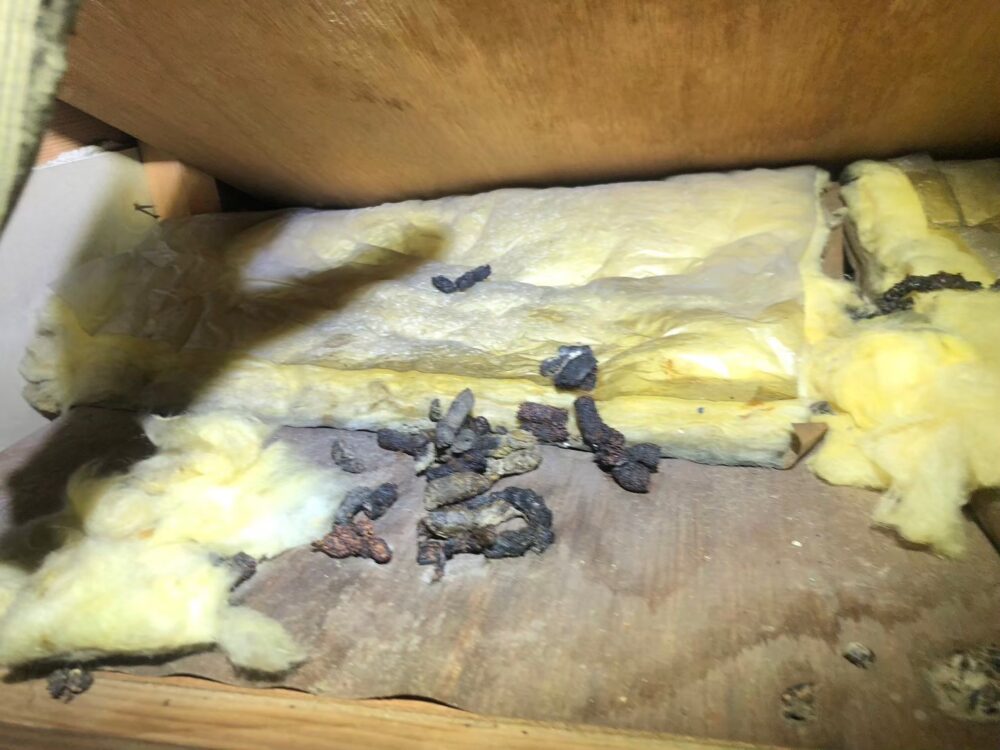 熊本県天草市　イタチによる被害　R様邸　駆除実績