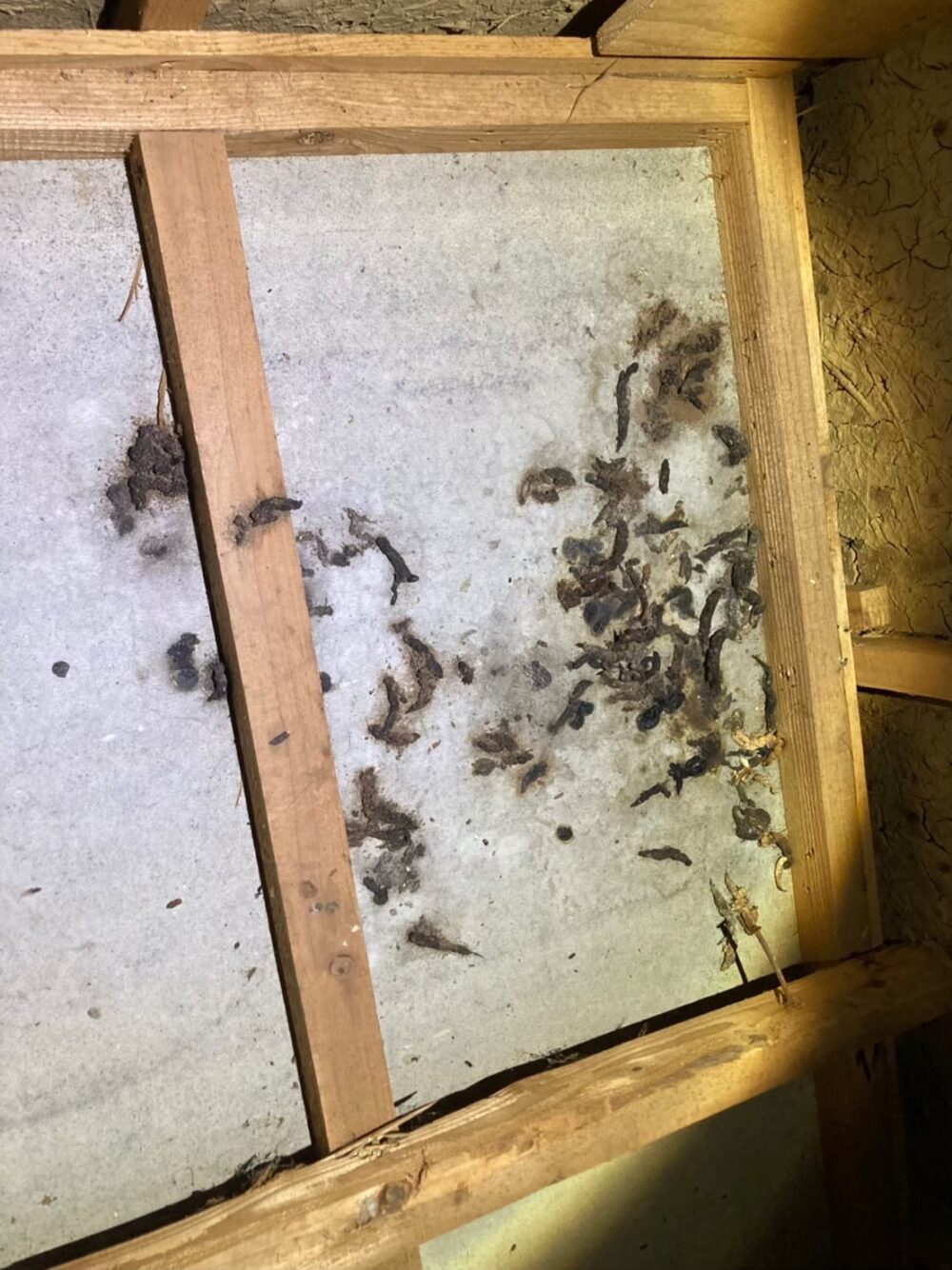 イタチによる被害　H様邸　駆除実績