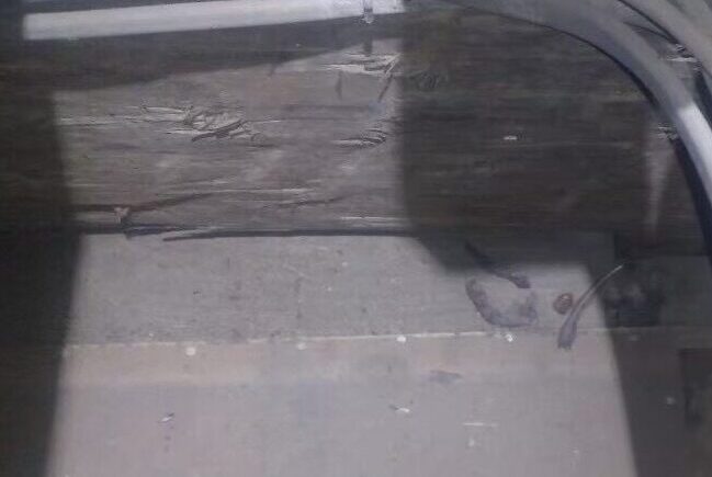 イタチによる被害　N様邸　駆除実績