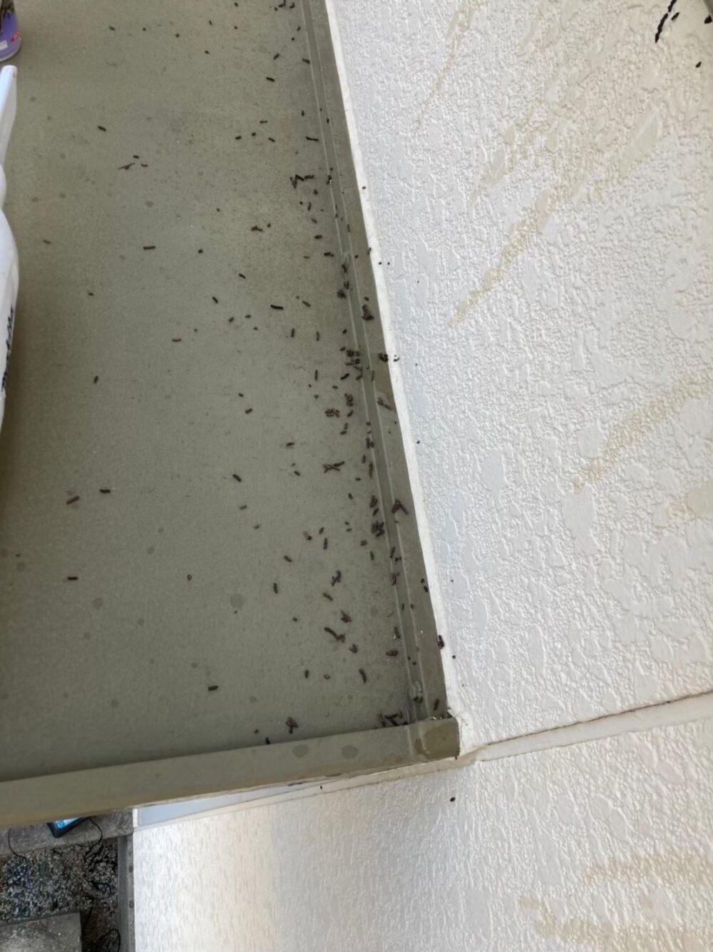 コウモリによる被害　U様邸　駆除実績