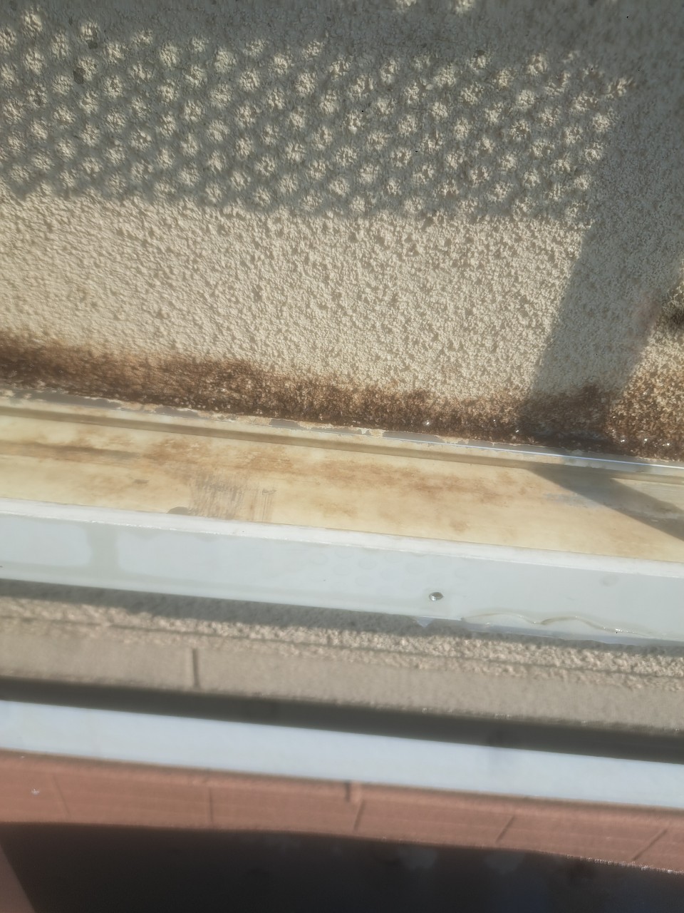 大分県玖珠郡玖珠町　コウモリによる被害　U様邸　駆除実績