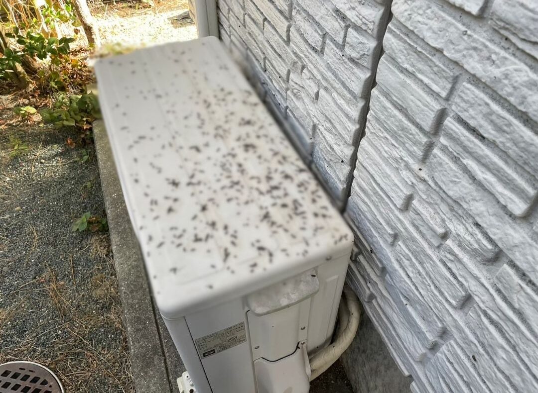 福岡県三潴郡大木町　コウモリによる被害　S様邸　駆除実績