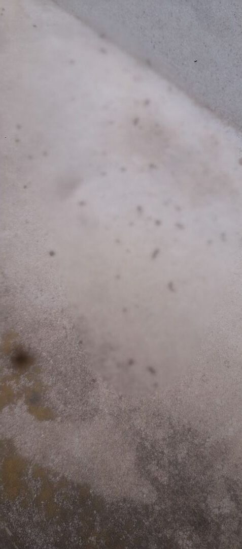 福岡県田川郡大任町　コウモリによる被害　H様邸　駆除実績