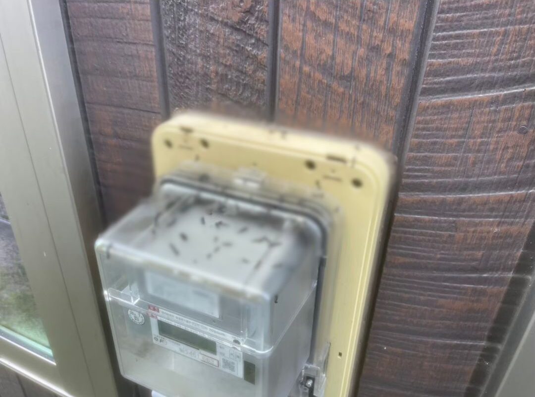 福岡県大牟田市　コウモリによる被害　H様邸　駆除実績