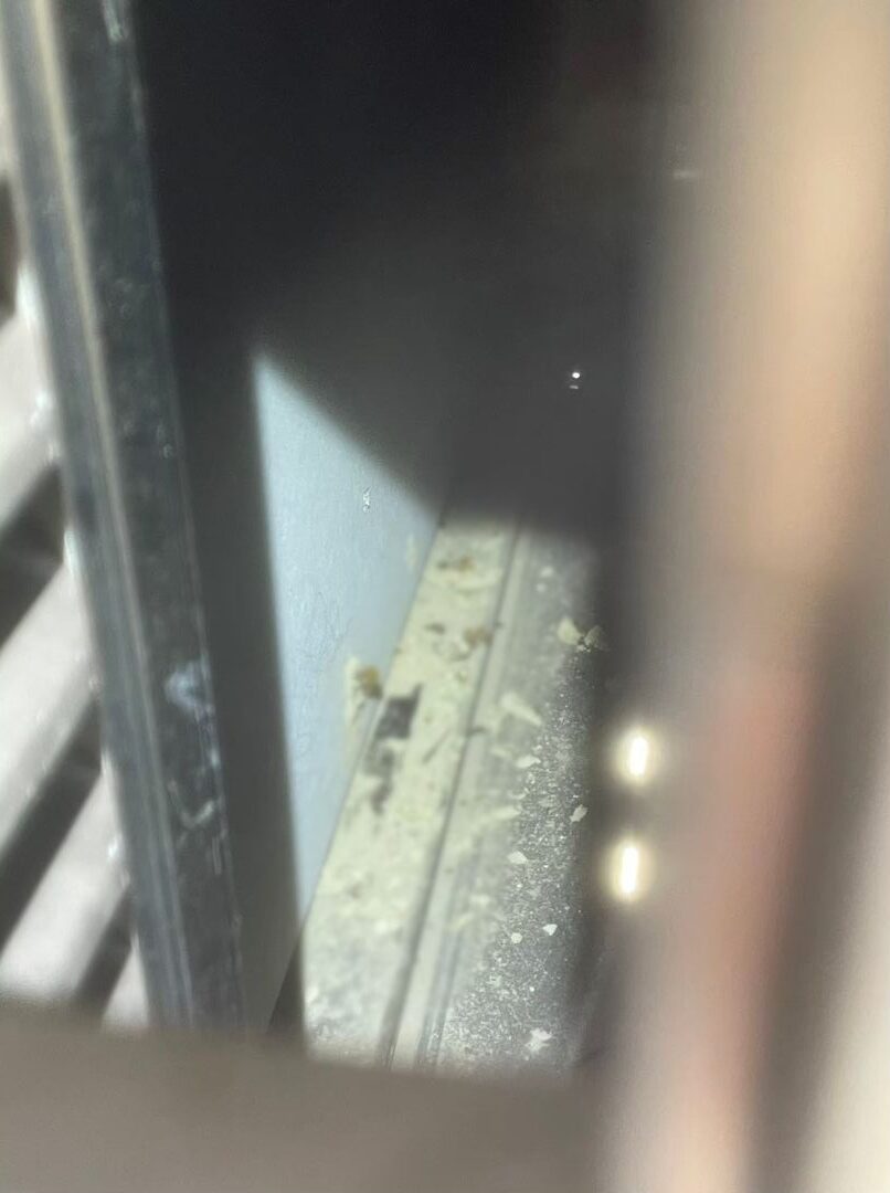 福岡県小郡市　コウモリによる被害　A様邸　駆除実績
