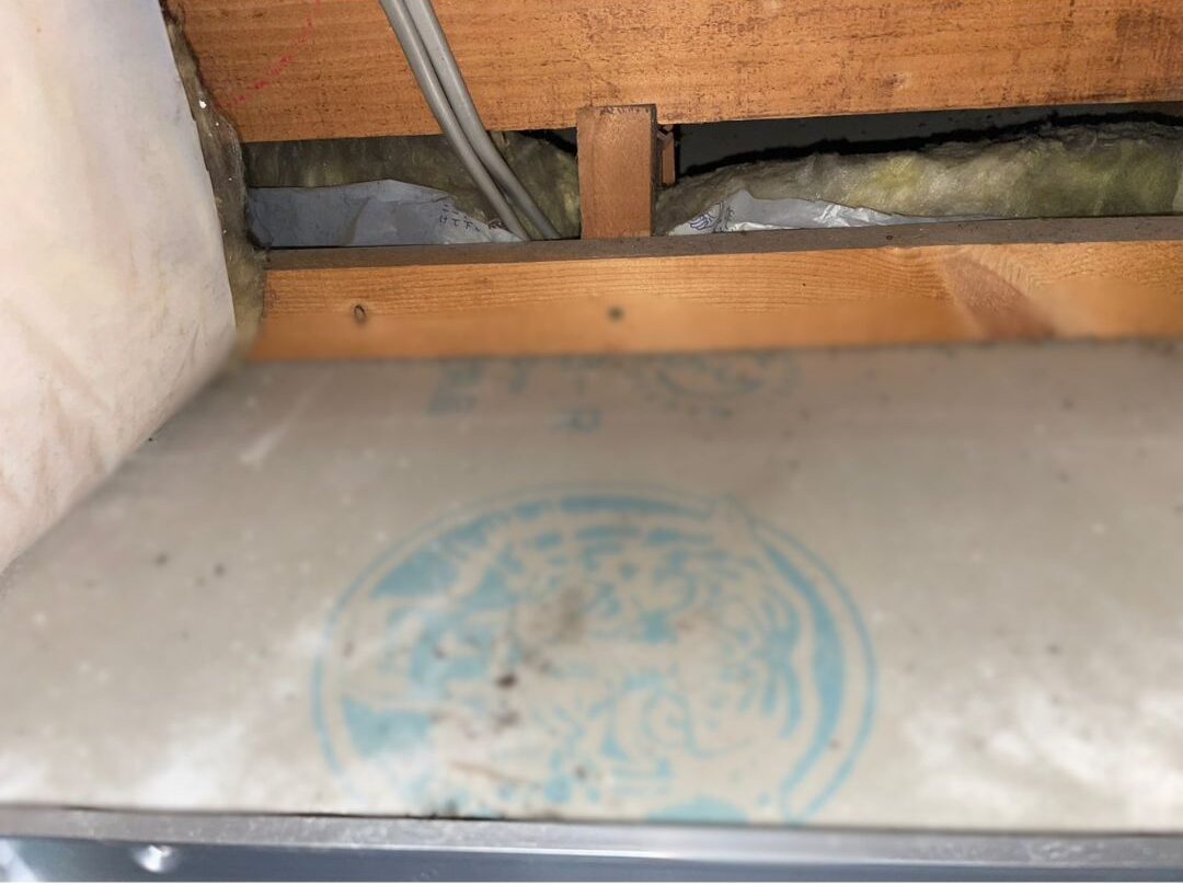 熊本県八代郡氷川町　コウモリによる被害　D様邸　駆除実績