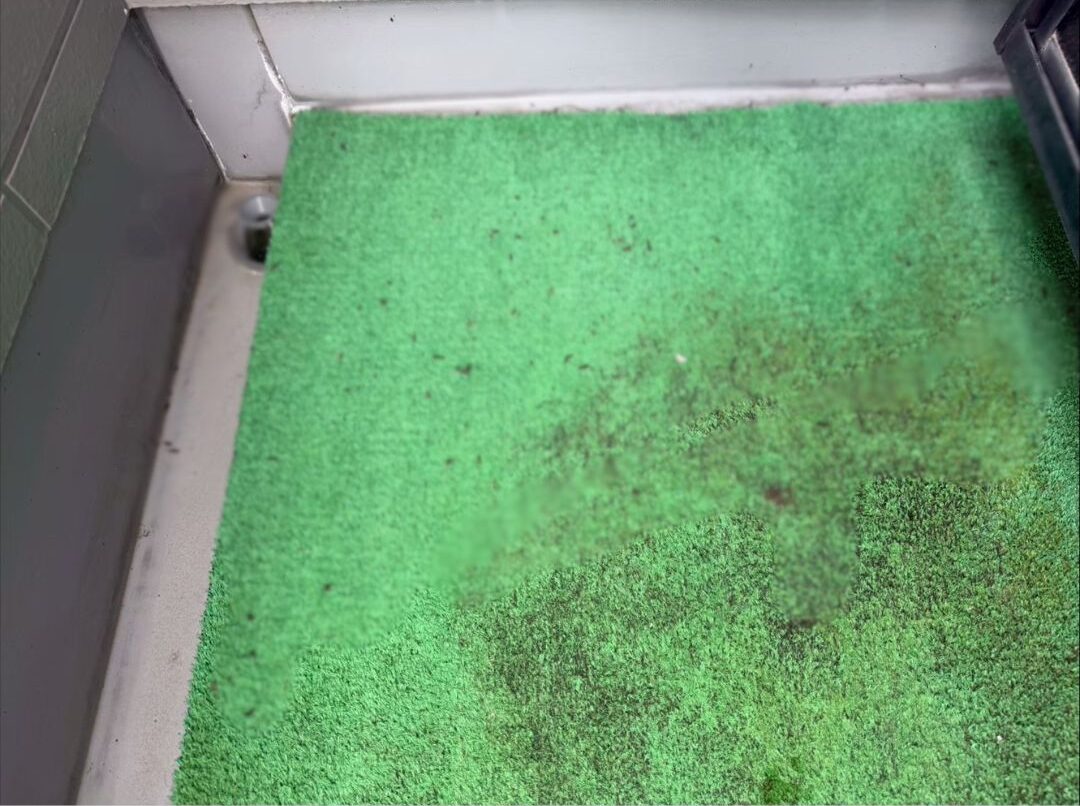 福岡県三井郡大刀洗町　コウモリによる被害　T様邸　駆除実績
