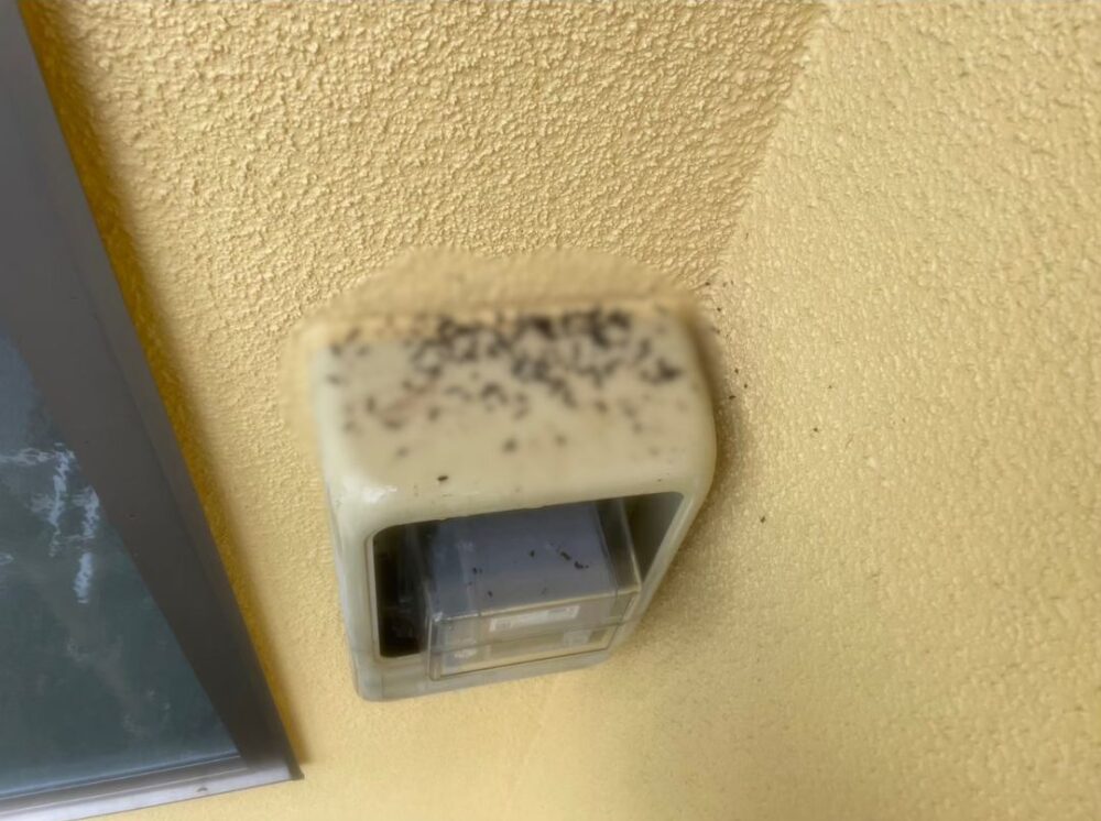 佐賀県杵島郡白石町　コウモリによる被害　T様邸　駆除実績