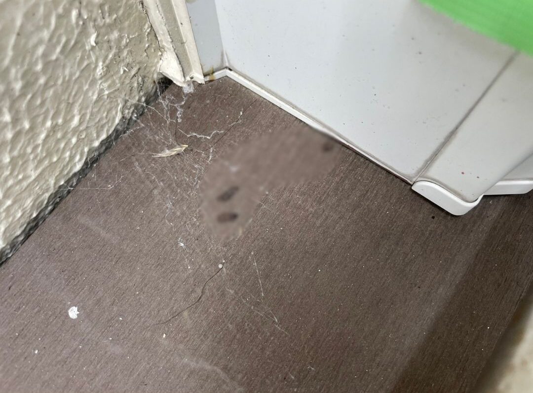 大分県日田市　コウモリによる被害　M様邸　駆除実績