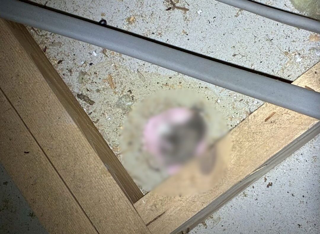 長崎県大村市　コウモリによる被害　O様邸　駆除実績