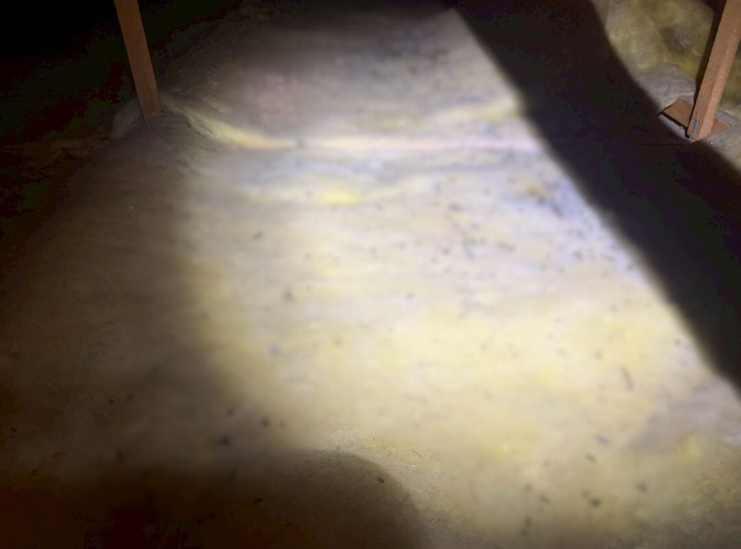 福岡県大川市　コウモリによる被害　E様邸　駆除実績