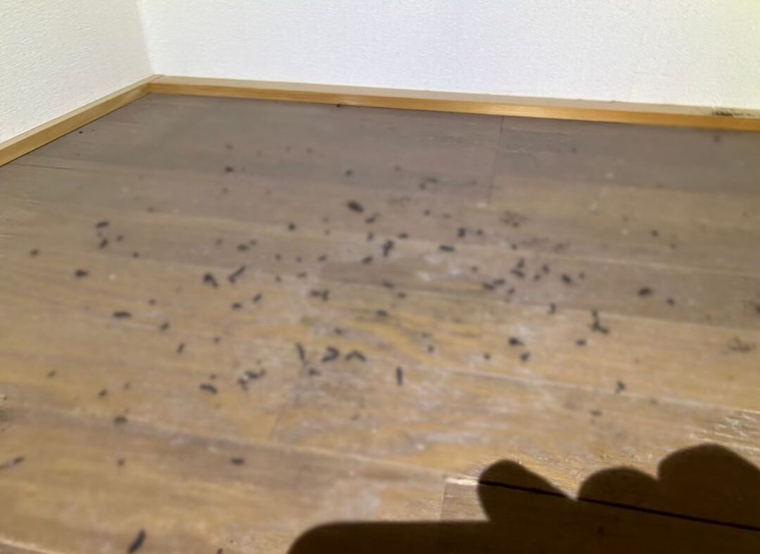 福岡県八女市　コウモリによる被害　O様邸　駆除実績