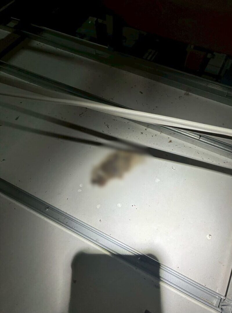 大分県玖珠郡九重町　コウモリによる被害　R様邸　駆除実績