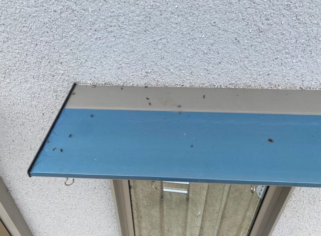 佐賀県多久市　コウモリによる被害　S様邸　駆除実績