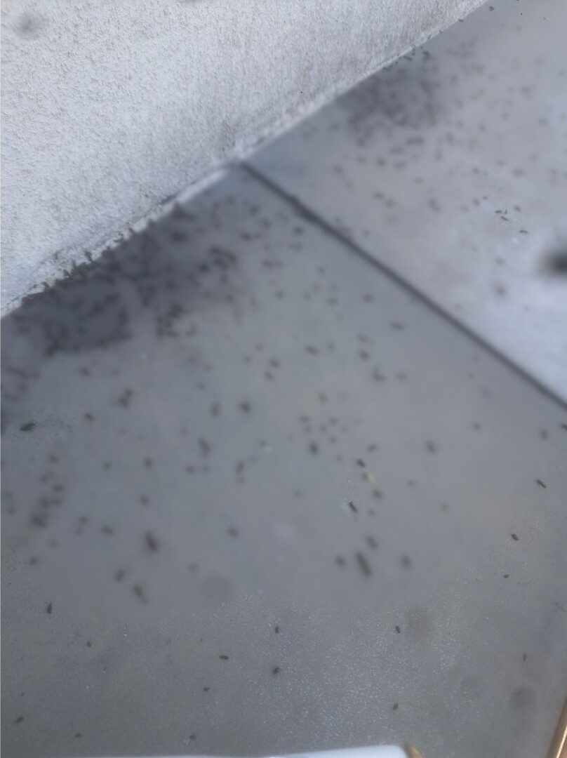福岡県みやま市　コウモリによる被害　A様邸　駆除実績