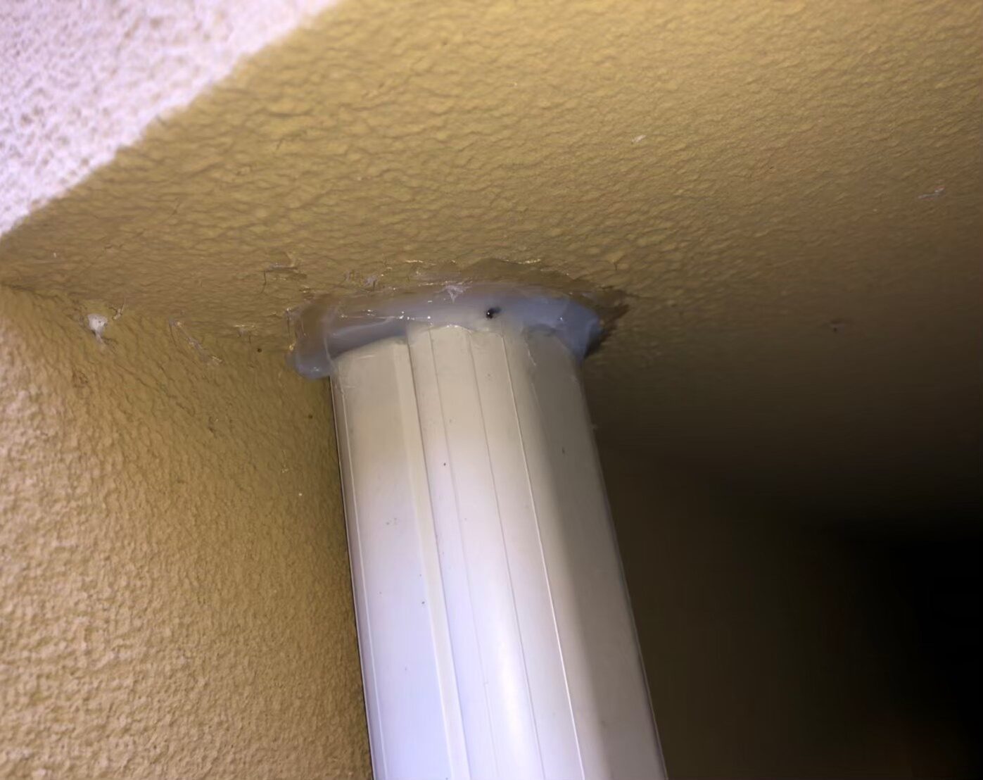 ネズミ・コウモリによる被害　M様邸　駆除実績