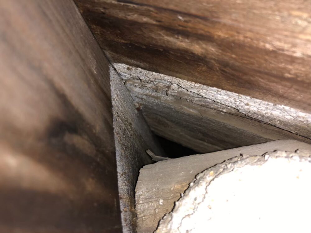 コウモリによる被害　株式会社S　T様　駆除実績