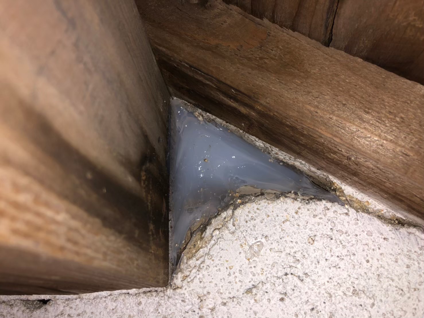 コウモリによる被害　株式会社S　T様　駆除実績