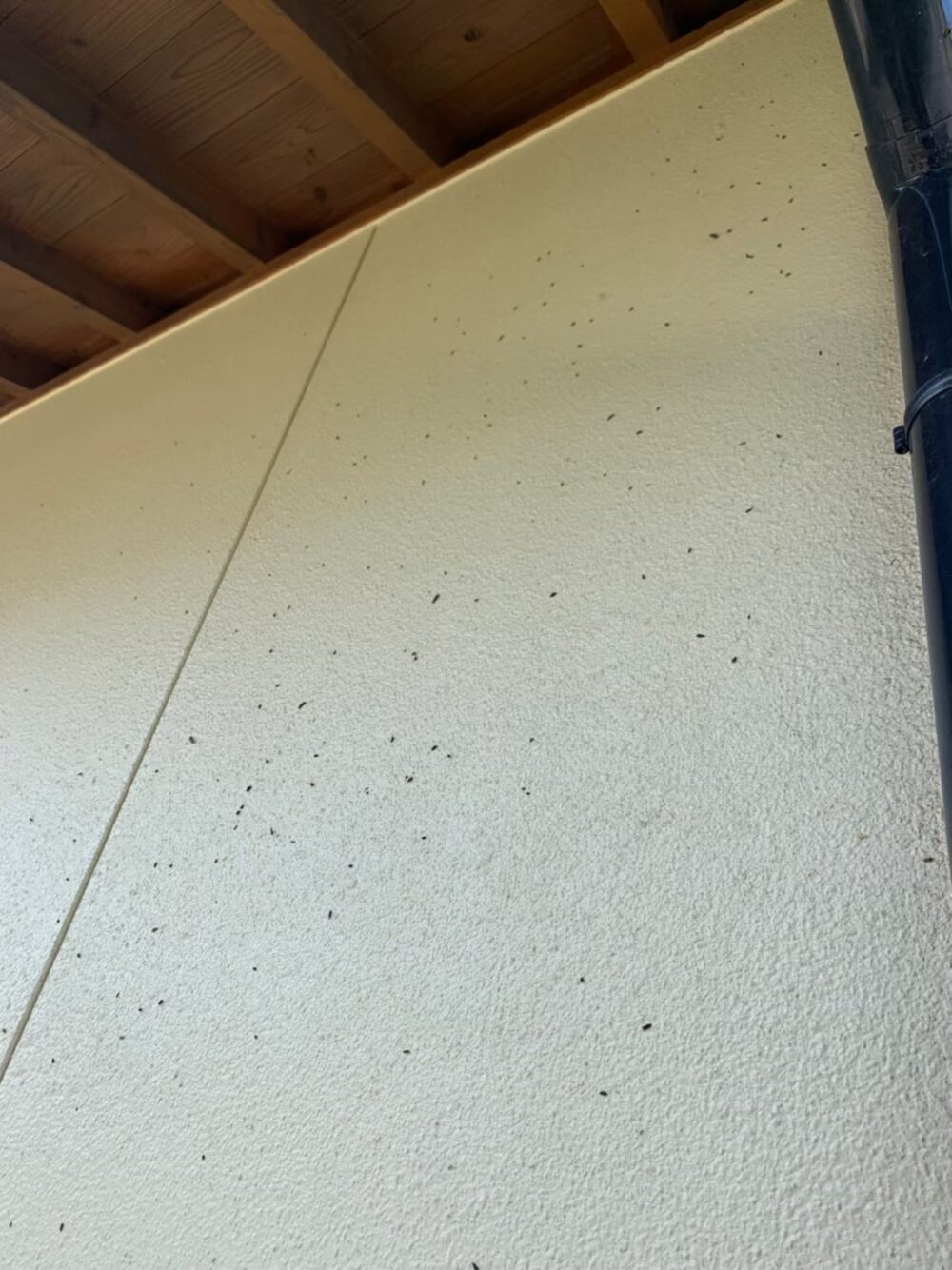 コウモリによる被害　株式会社S　T様　駆除実績