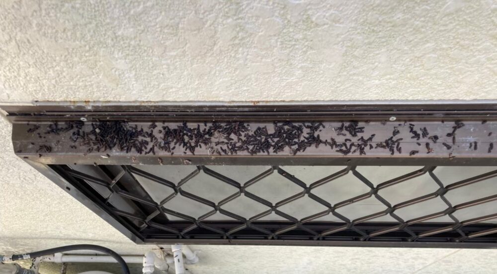 コウモリによる被害　株式会社M S様　駆除実績