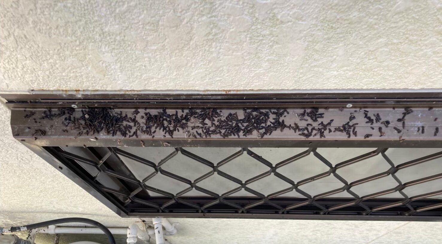 コウモリによる被害　株式会社M S様　駆除実績